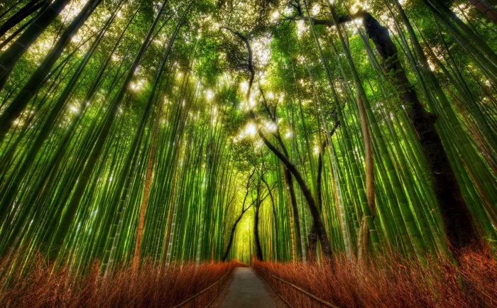 Bamboo Forest green trees Nature Forests Traveler Japan 2k 4k 5k