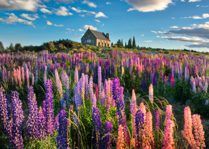 bed of flowers near brown concrete house lupins Spring 2k 4k 5k