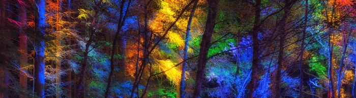 Colorful Forest Trees multicolored trees Seasons Autumn Travel 2k 4k 5k