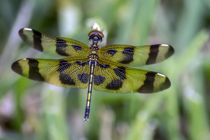 green and black dragonfly during daytime halloween pennant 2k 4k 5k