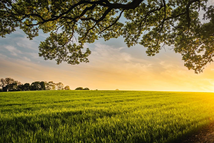 landscape photography of field green grass during sunset 2k 4k 5k