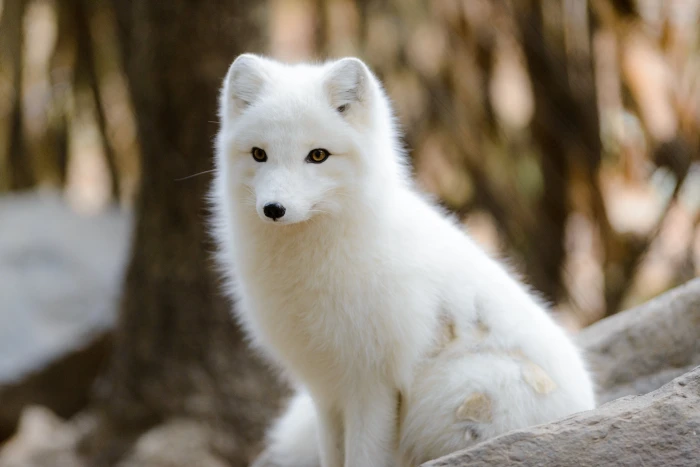 photo of long coated white dog arctic fox Sun stone zoo 2k 4k 5k