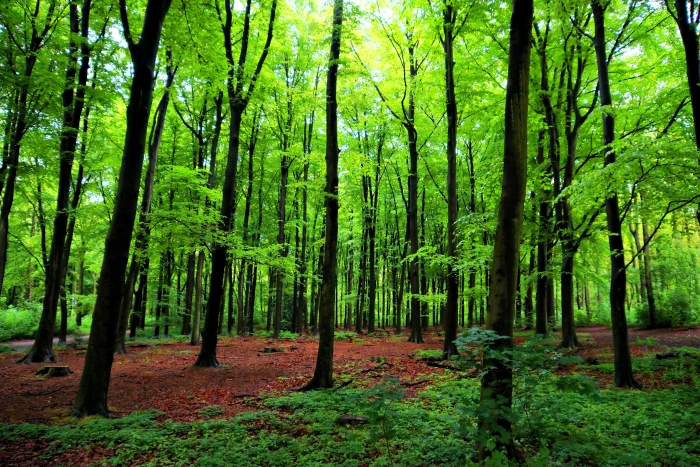 photo of trees in forest den haag bos forrest sony HDR 2k 4k 5k
