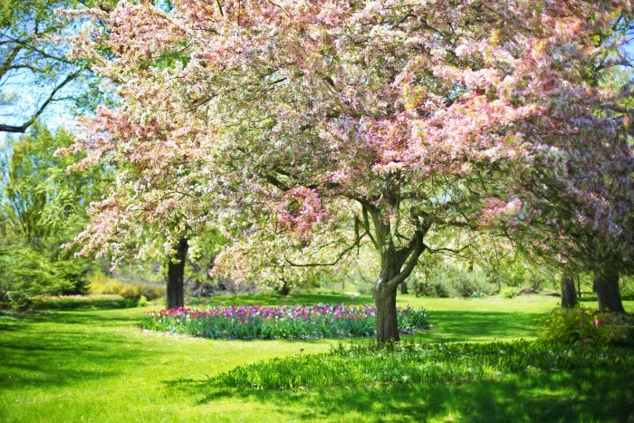 pink trees spring flowers nature blossoms blossoming 2k 4k 5k