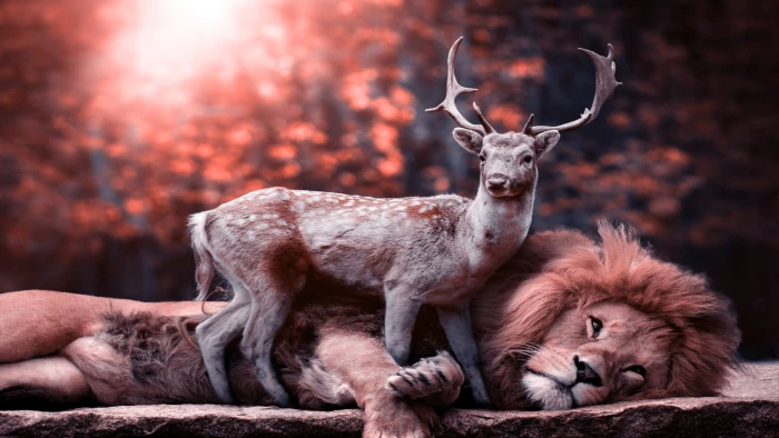 Lion and Deer. Unexpected harmony 2k