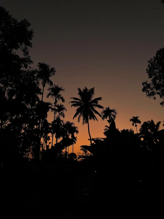 Sunset Palm Silhouette mobile wallpaper hd 2k