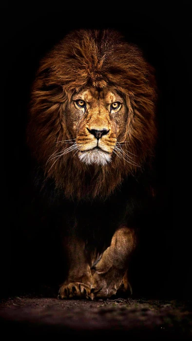 Mobile Wallpaper lion mobile wallpaper hd