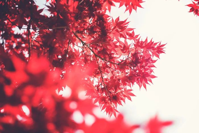 Japanese maple beautiful scenery nature 2k 4k 5k