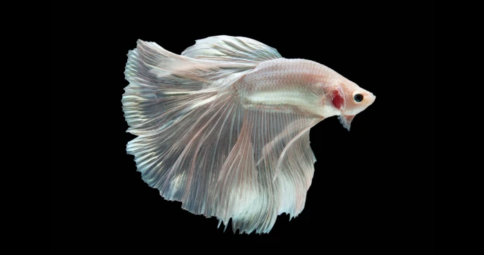 Betta Fish With Black Background amoled 2k 4k