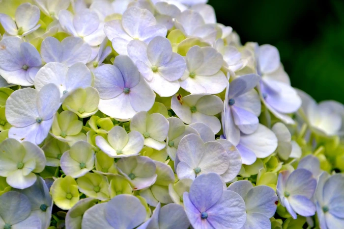 hydrangea flower flora 2k