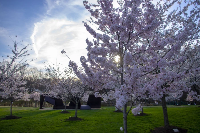 Cherry Blossoms full bloom sky filled 2k 4k
