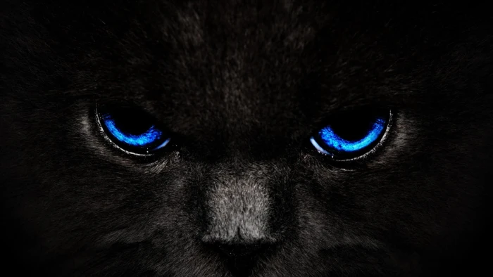 Green Eye Black Cat Wallpaper 2k