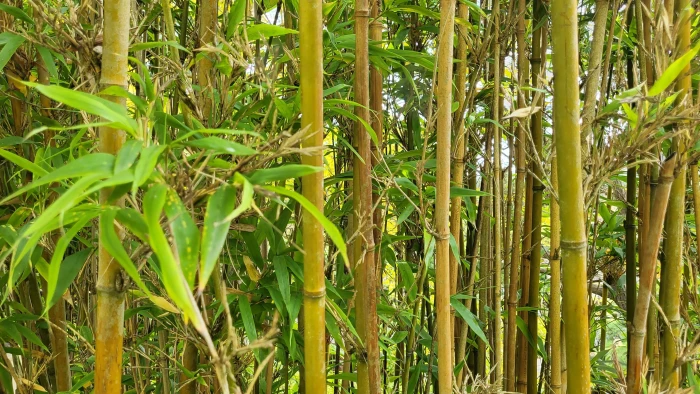 Bamboo Forest 2k 4k