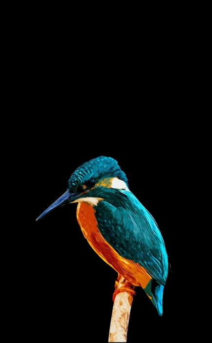 Blue Kingfisher Amoled wallpaper mobile background 4k 2k