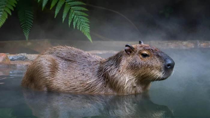 Capybara 2k 4k