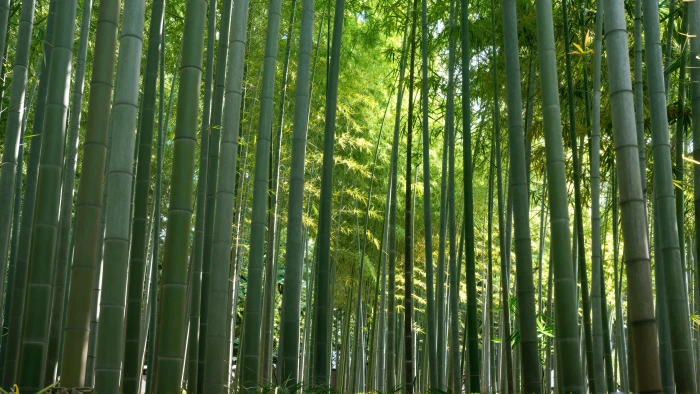 Kyoto Bamboo Forest 2k 4k