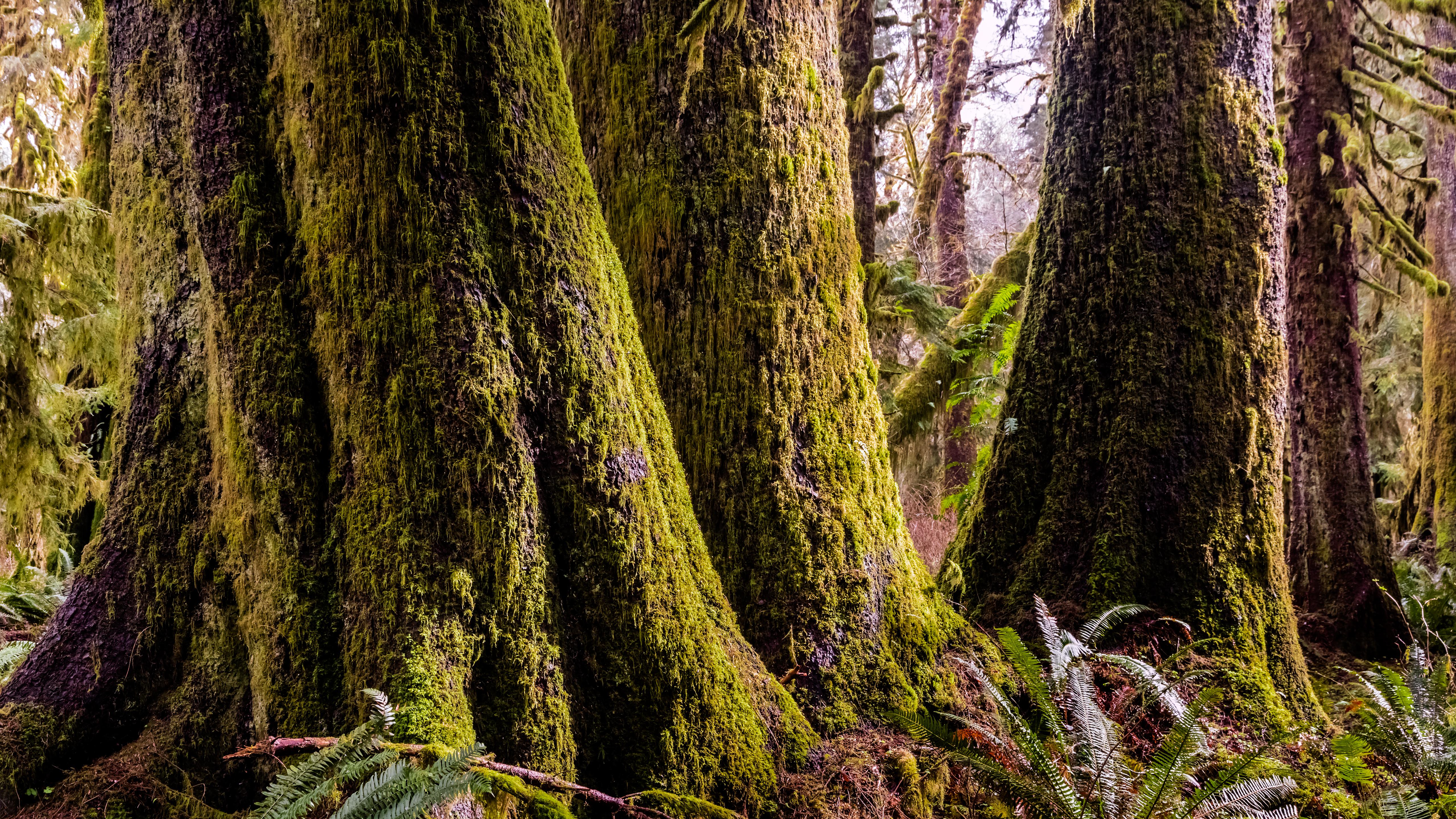 Douglas Fir trees 29 2k 4k 5k