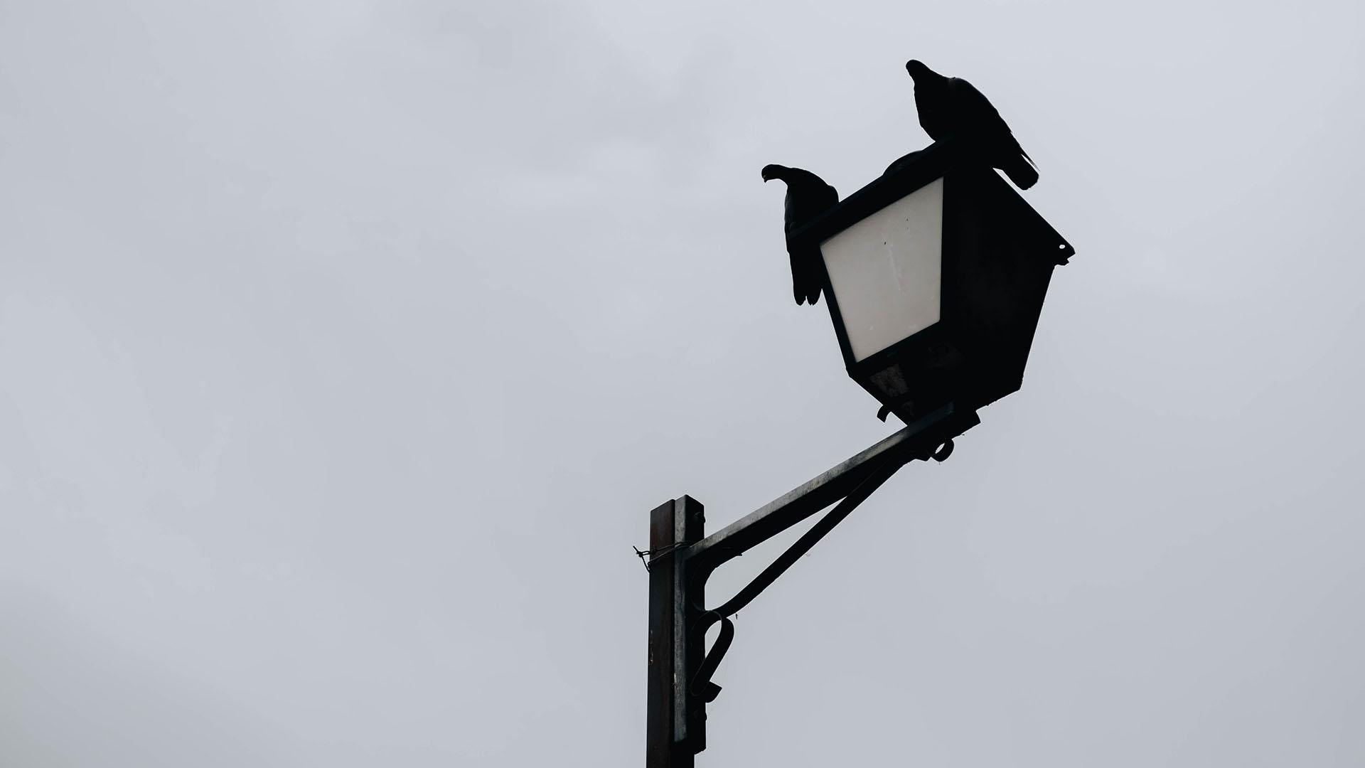 Two birds Minimalistic Street Photography