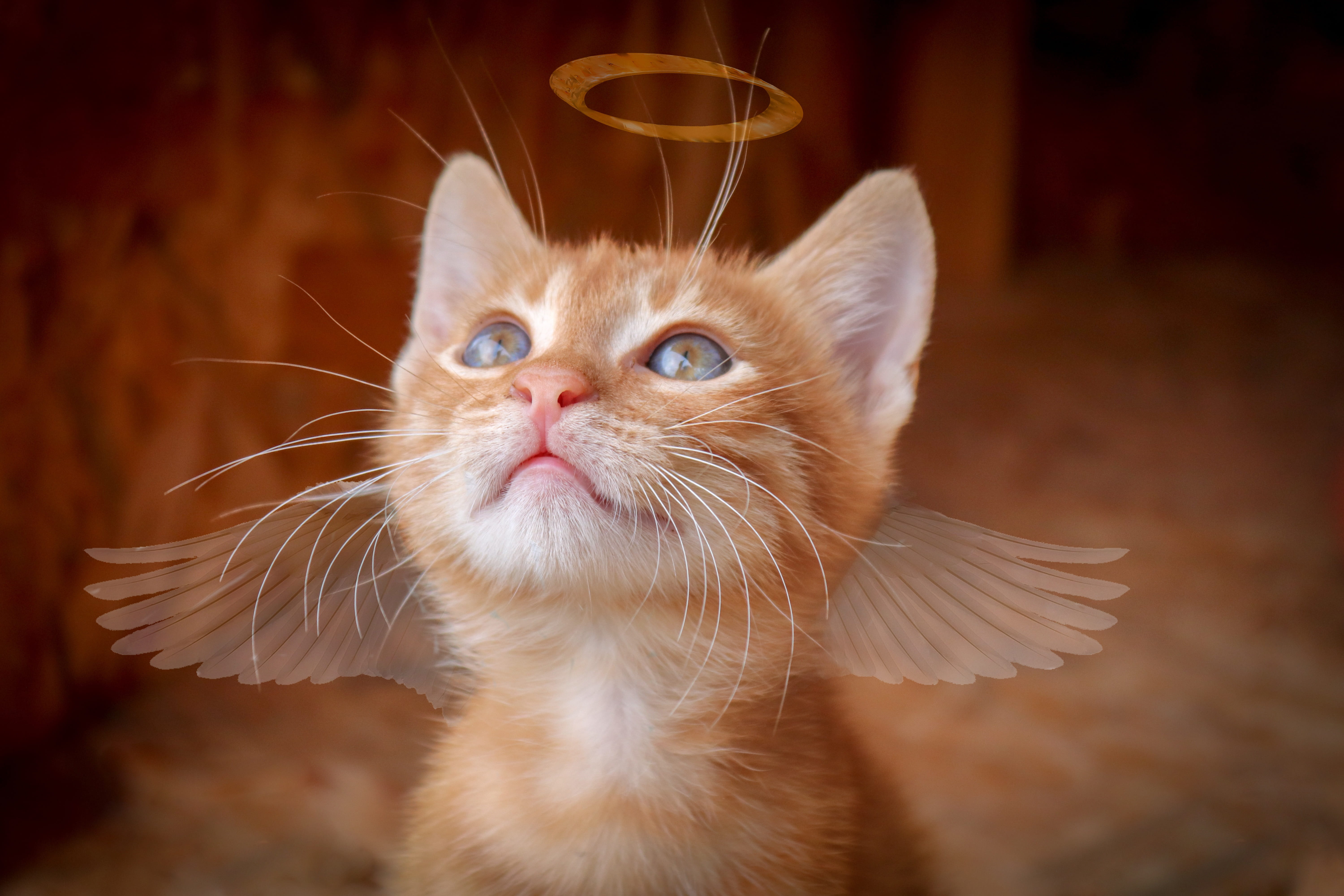 cat angel christmas wing kitten charming halo view cute 2k 4k 5k