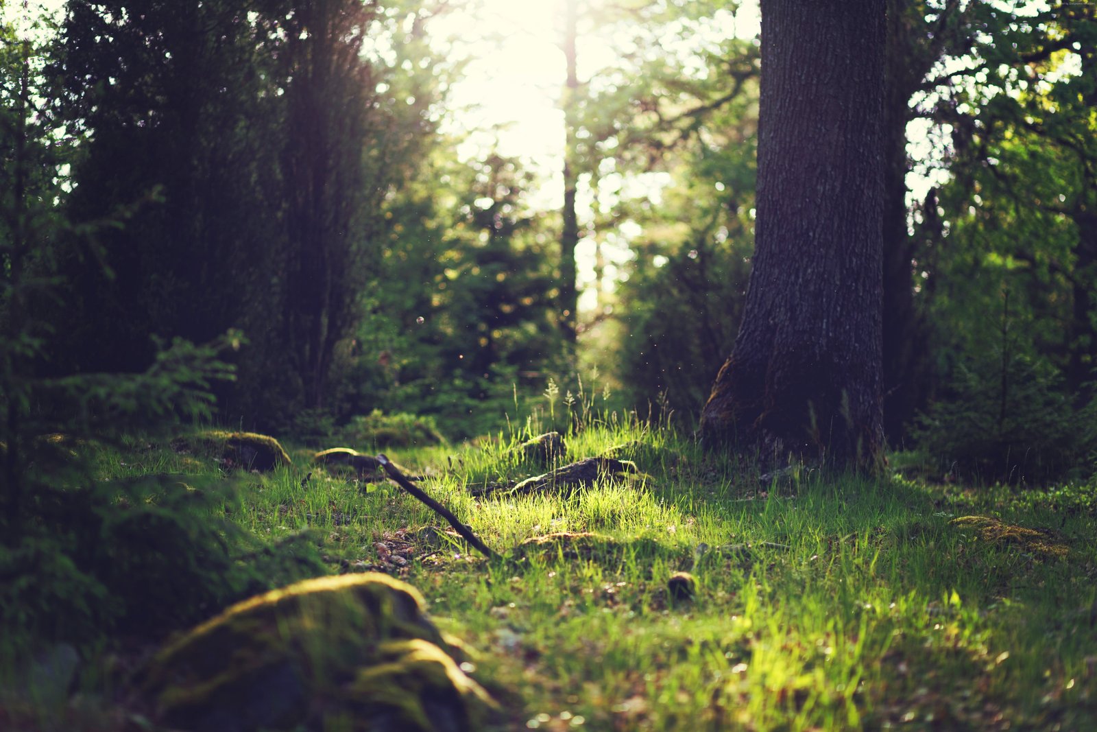 Yosemite OSX forest 2k 4k 5k