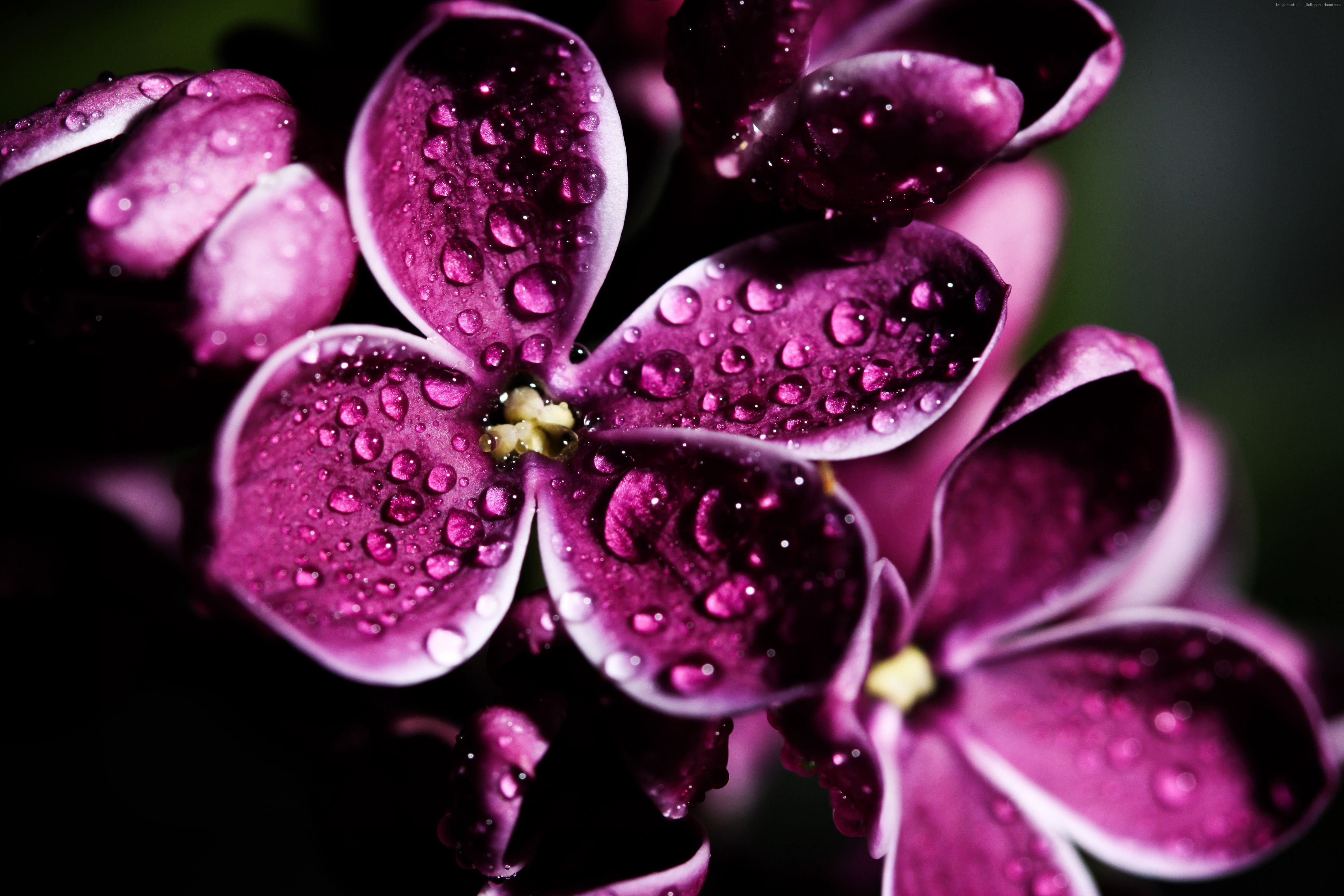 drops Lilac purple 2k 4k 5k