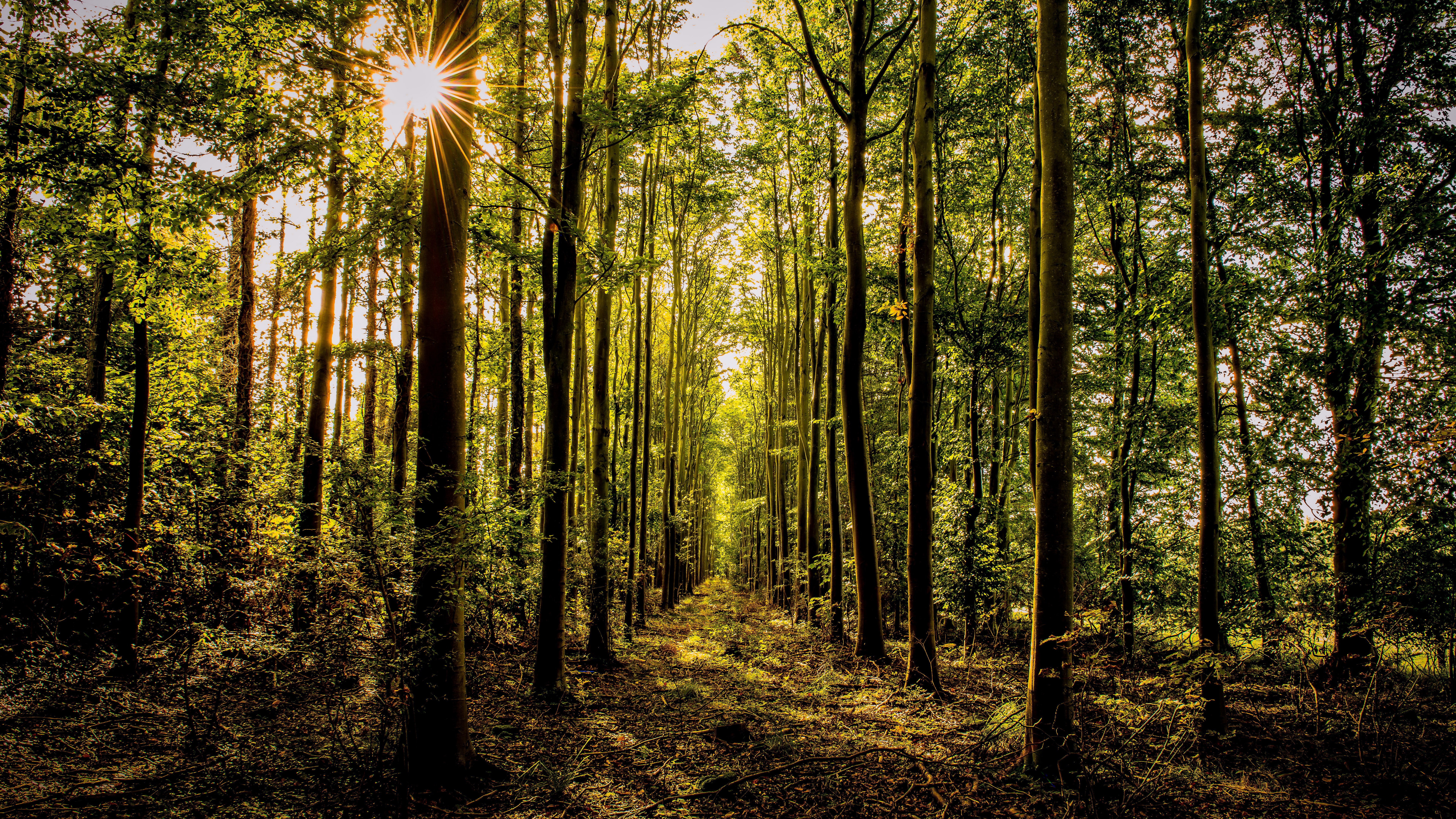 forest landscape tree plant tranquility woodland beauty in nature 2k 4k 5k 8k