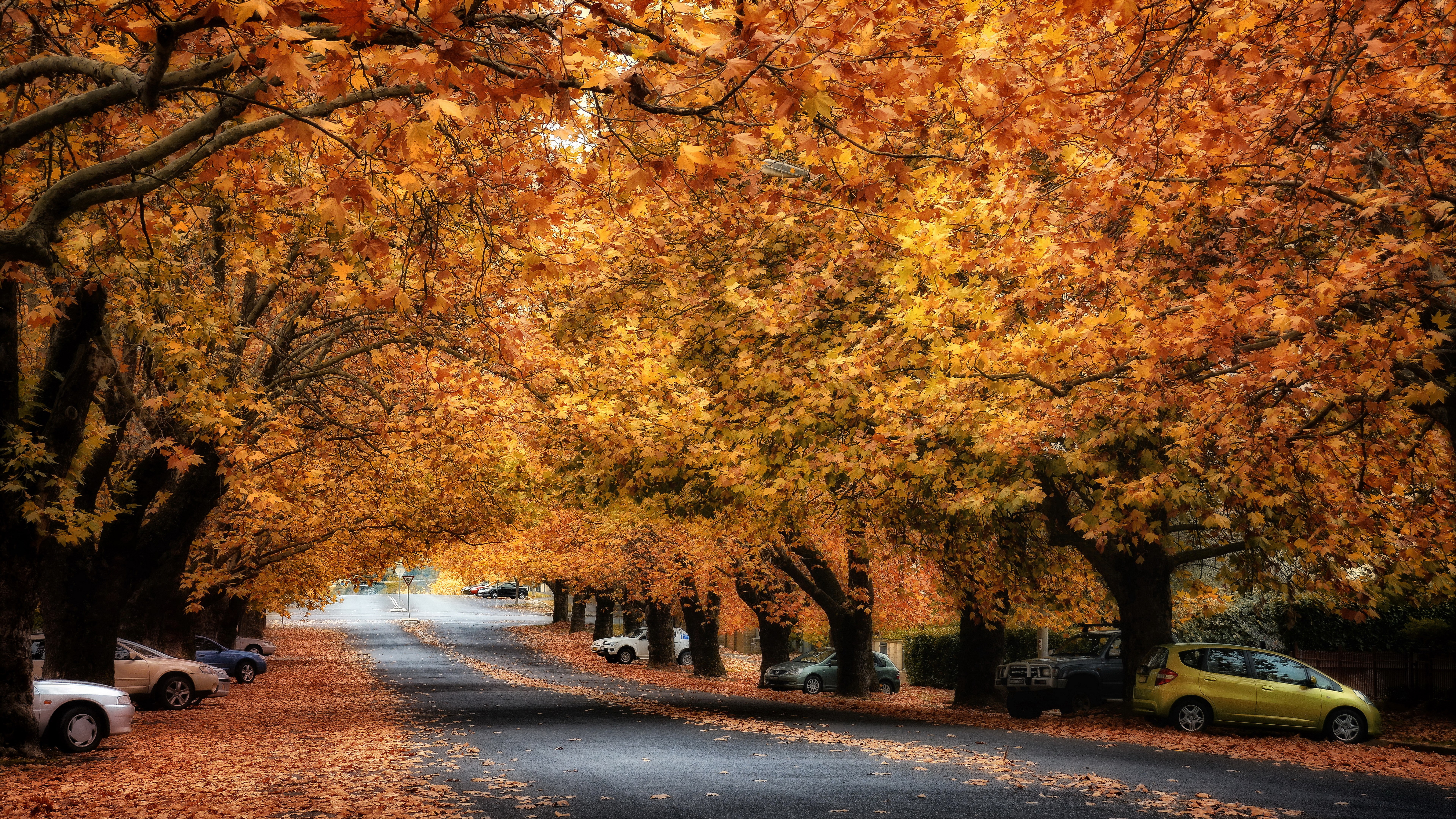 hd fall landscape transportation tree mode of 2k 4k 5k 8k