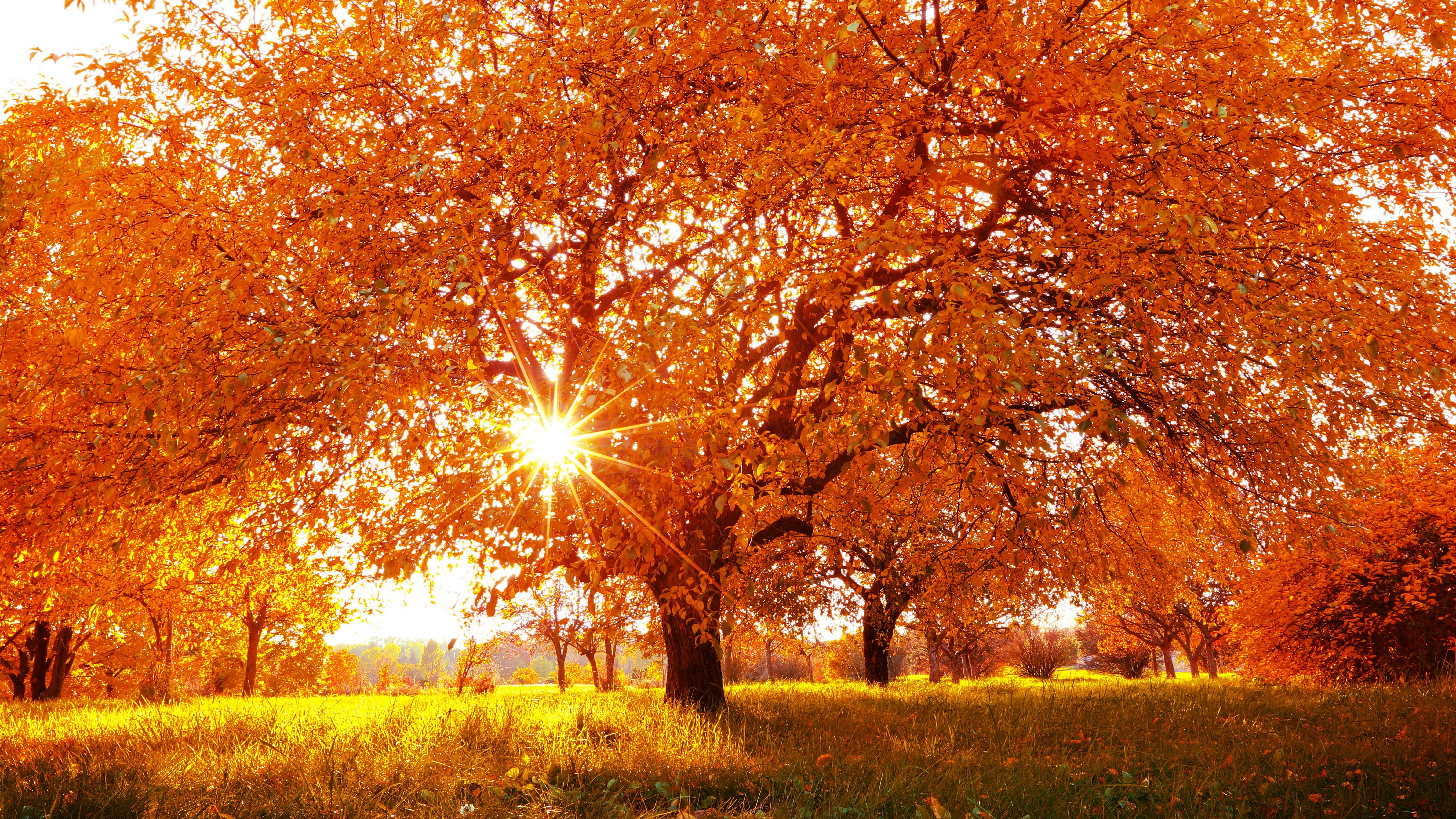 landscape fall plant tree autumn orange color beauty in nature 2k 4k 5k 8k
