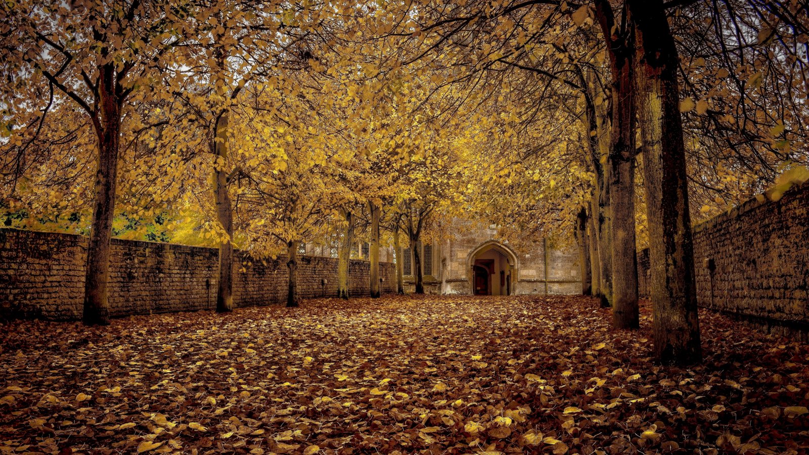 landscape hd tree plant autumn change part leaf 2k 4k 5k 8k