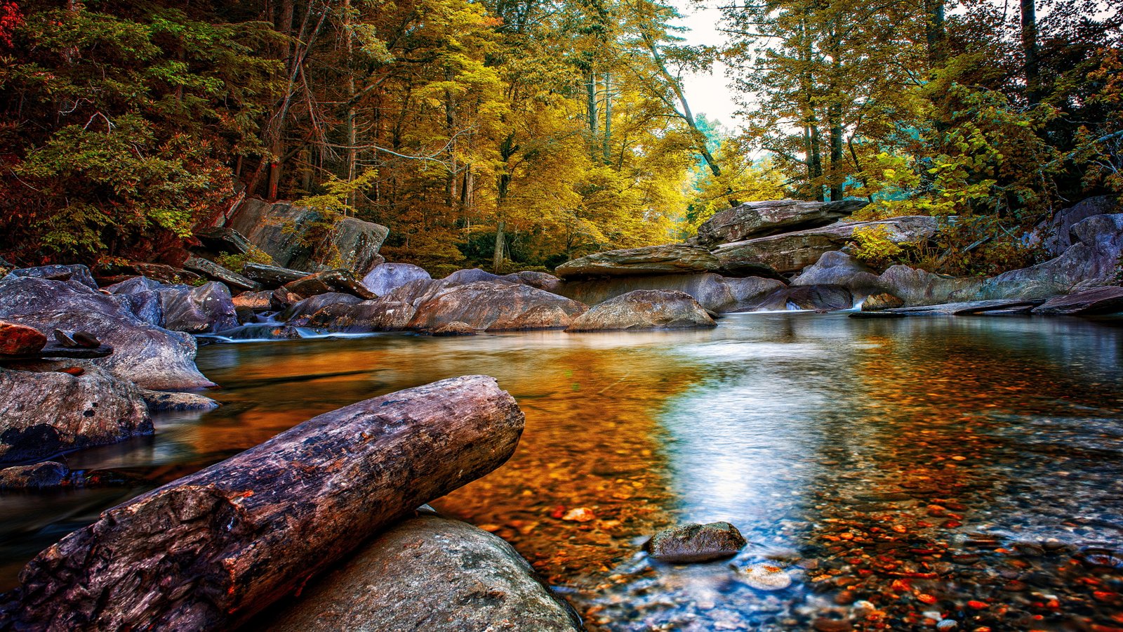 nature focus water tree beauty in forest scenics 2k 4k 5k 8k