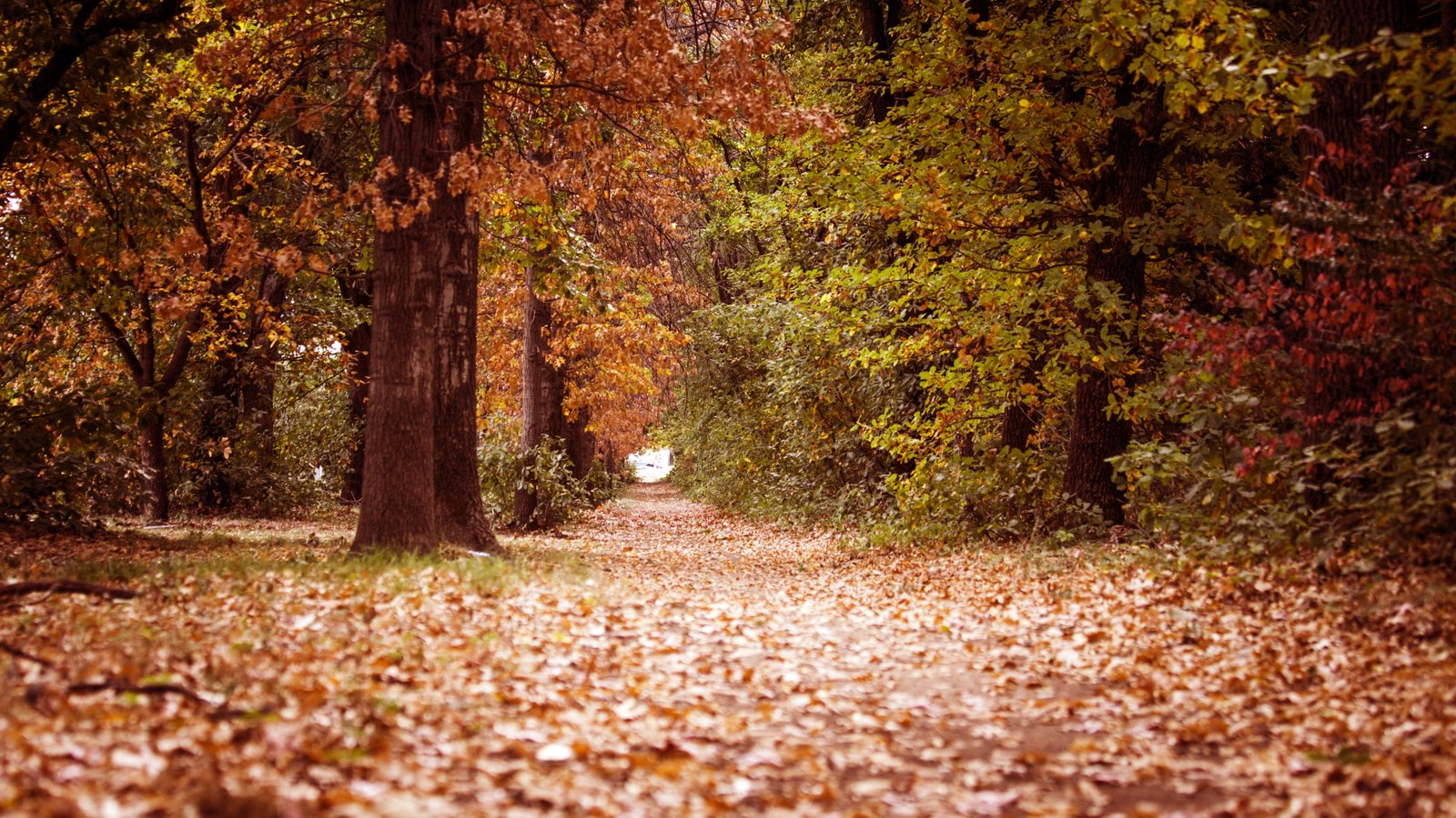 nature forest hd autumn tree change plant leaf part 2k 4k 5k 8k