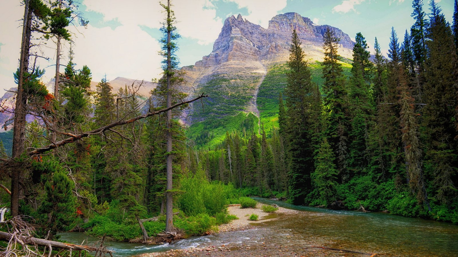 nature forest tree plant beauty in scenics 2k 4k 5k 8k