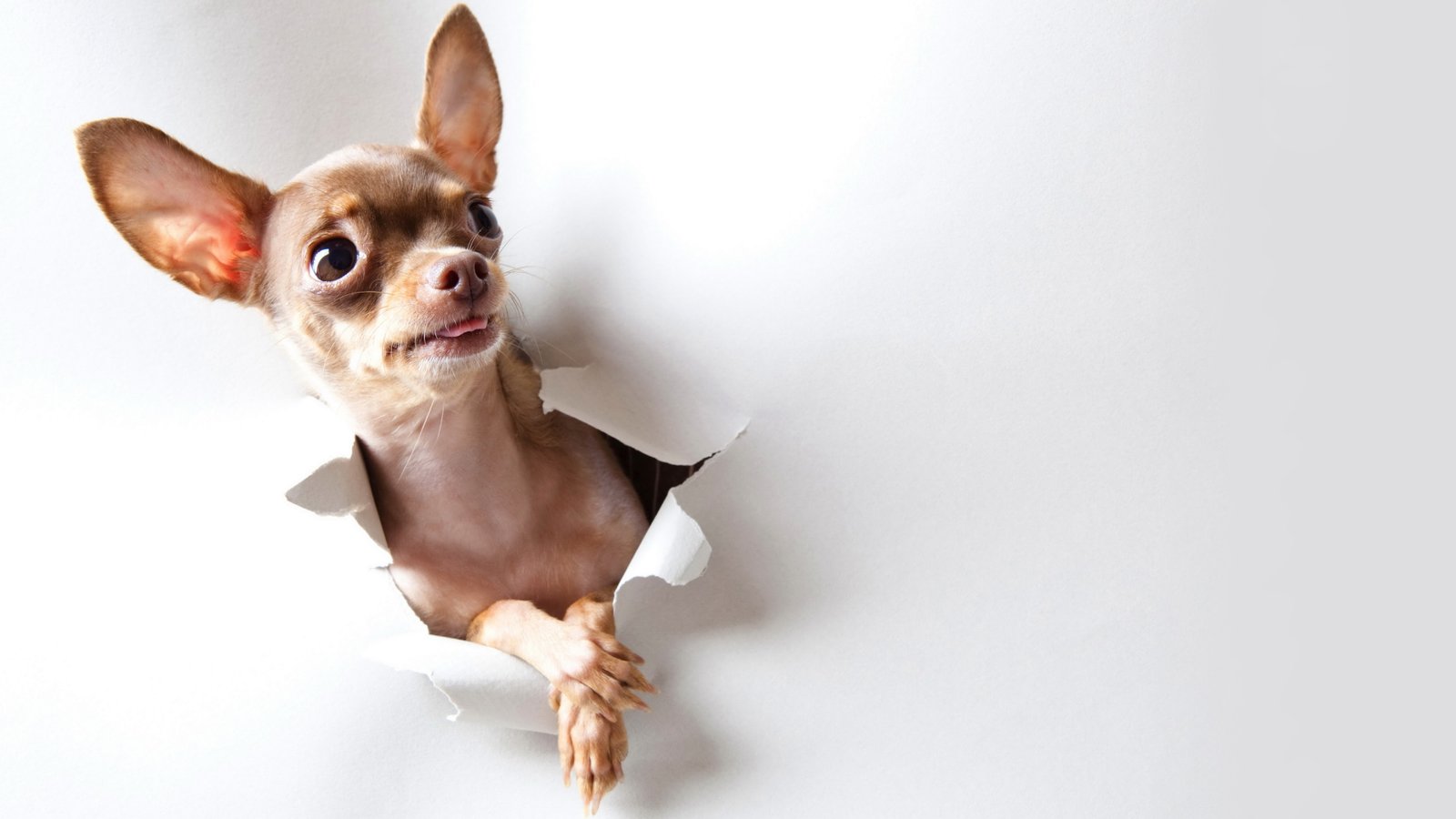chihuahua picture of dog domestic animals pets 2k 4k 5k 8k