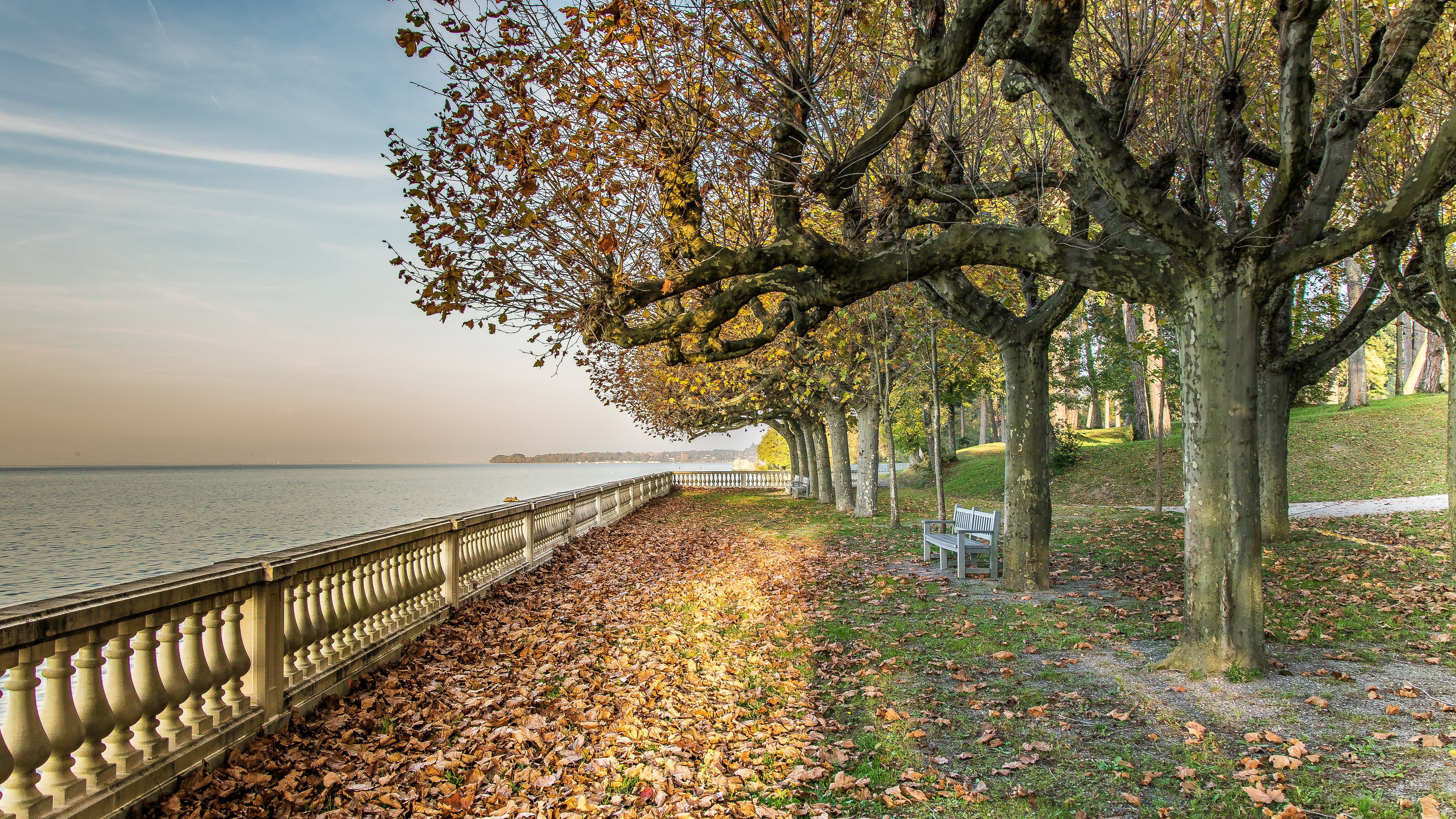 hd image tree plant water nature sky beauty in 2k 4k 5k 8k