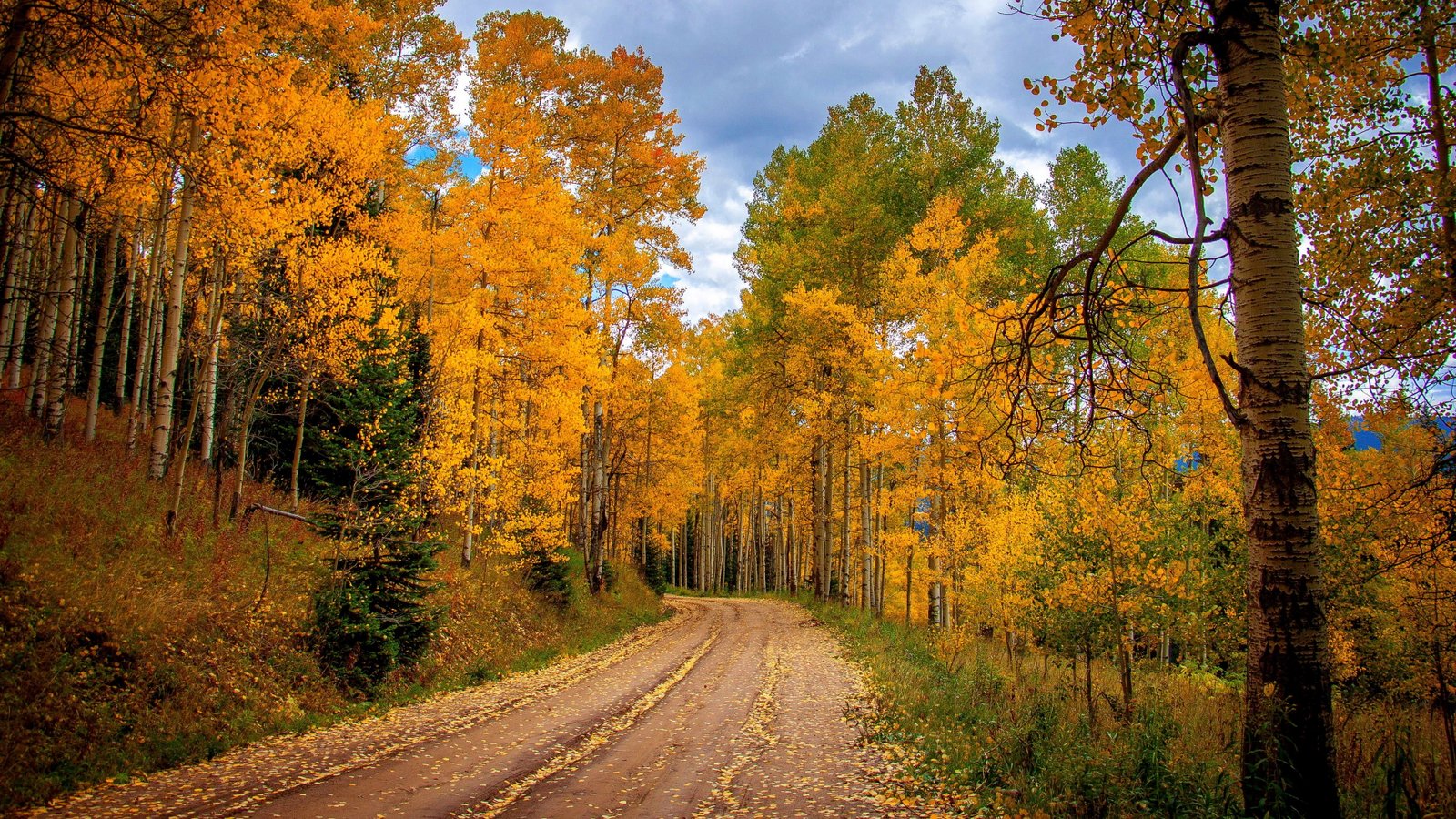 nature wide autumn tree plant change the way forward 2k 4k 5k 8k