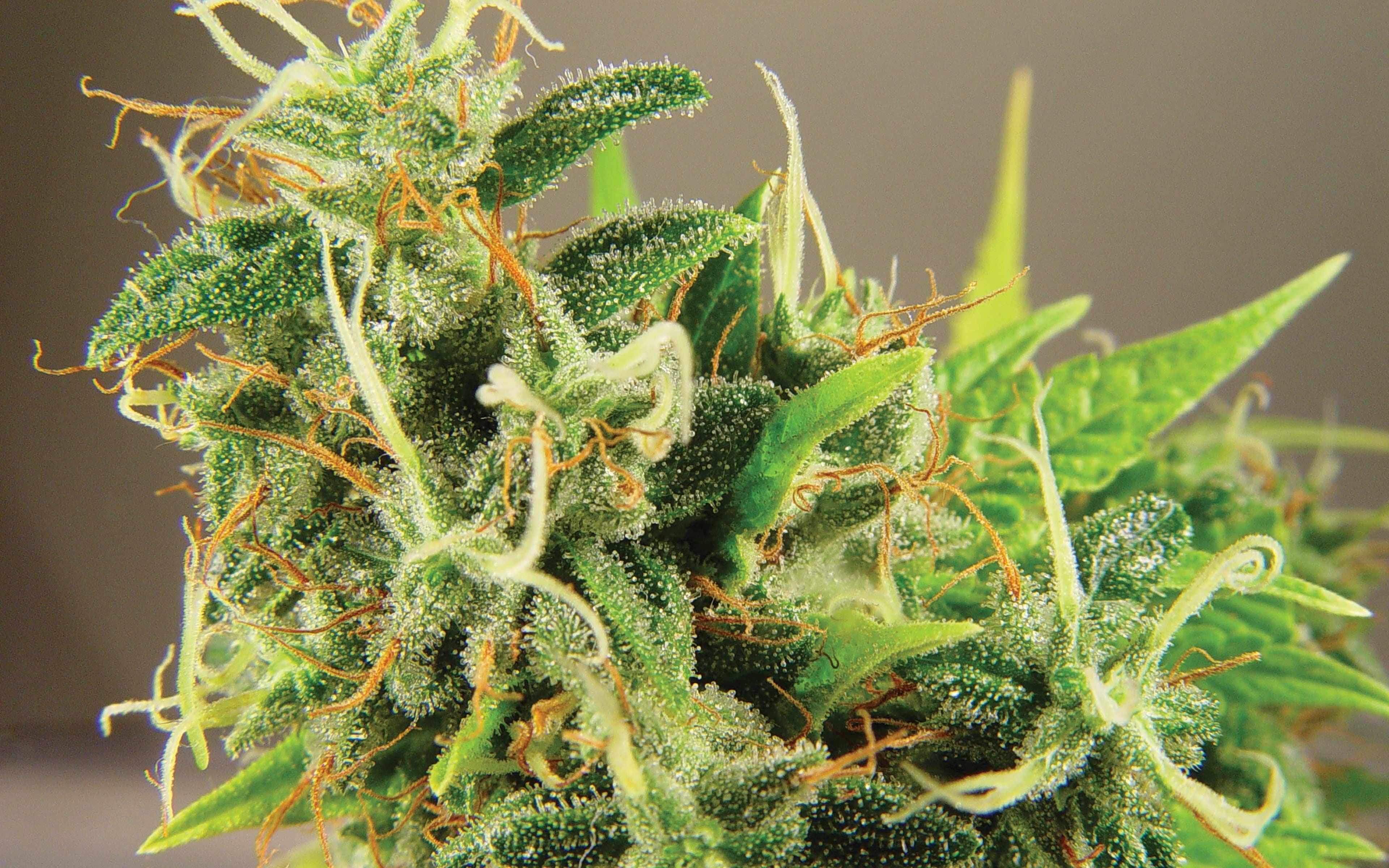 cannabis drug drugs marijuana nature plant psychedelic 2k 4k