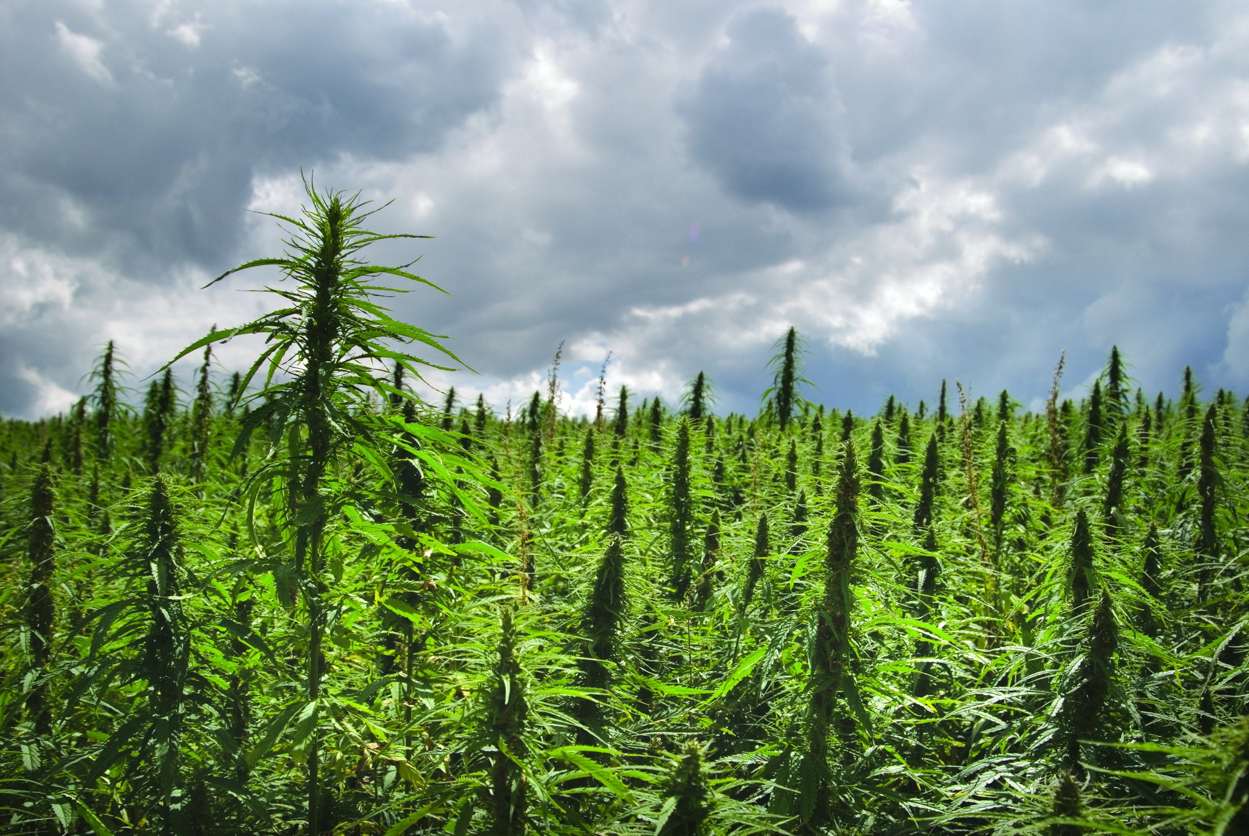 cannabis drug drugs marijuana nature plant psychedelic 2k