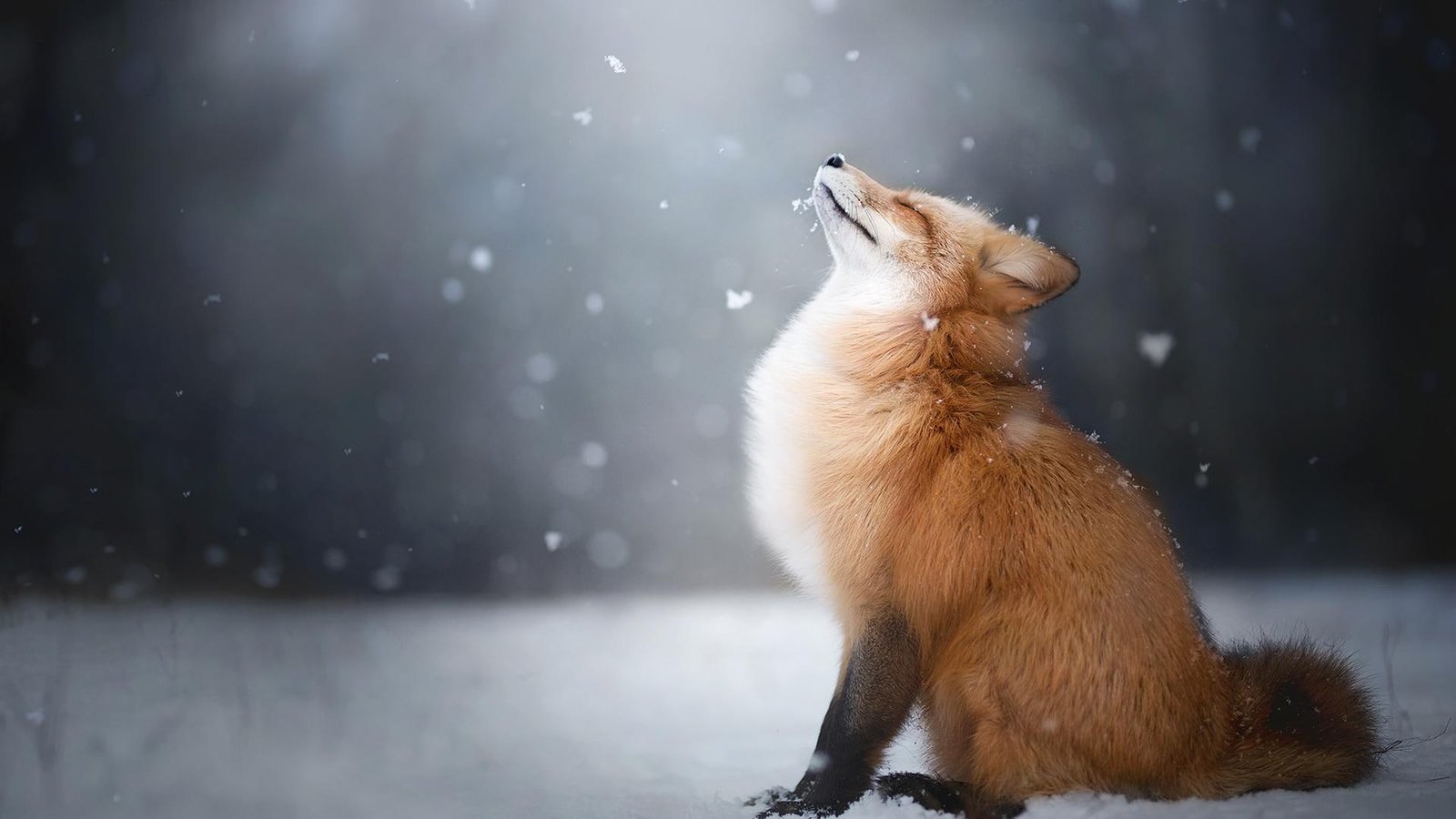 px animals Fox landscape Sports Football HD Art 2k