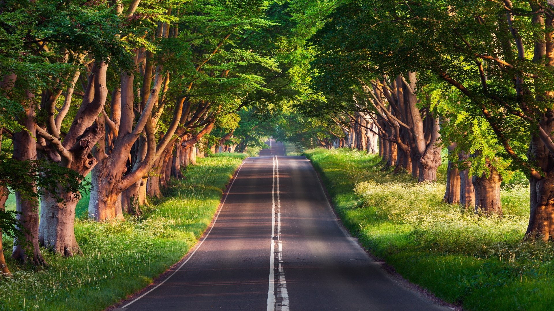 px grass road Trees Nature Deserts HD Art 2k