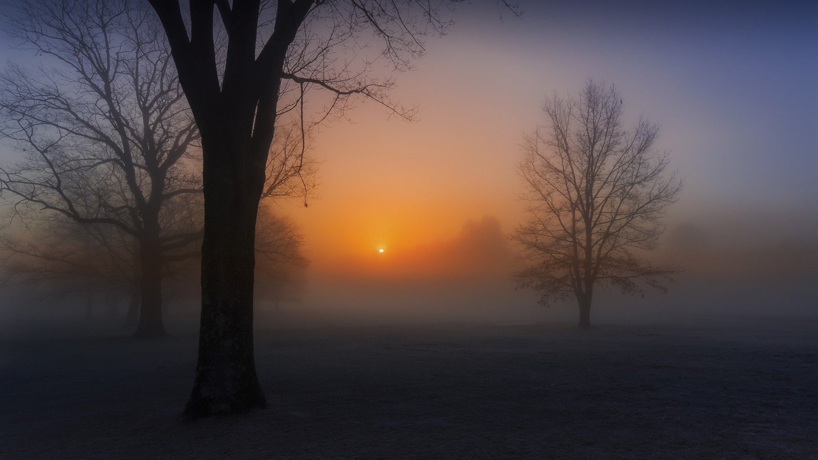 px mist Nature Other HD Art tree sunset sky beauty in nature 2k