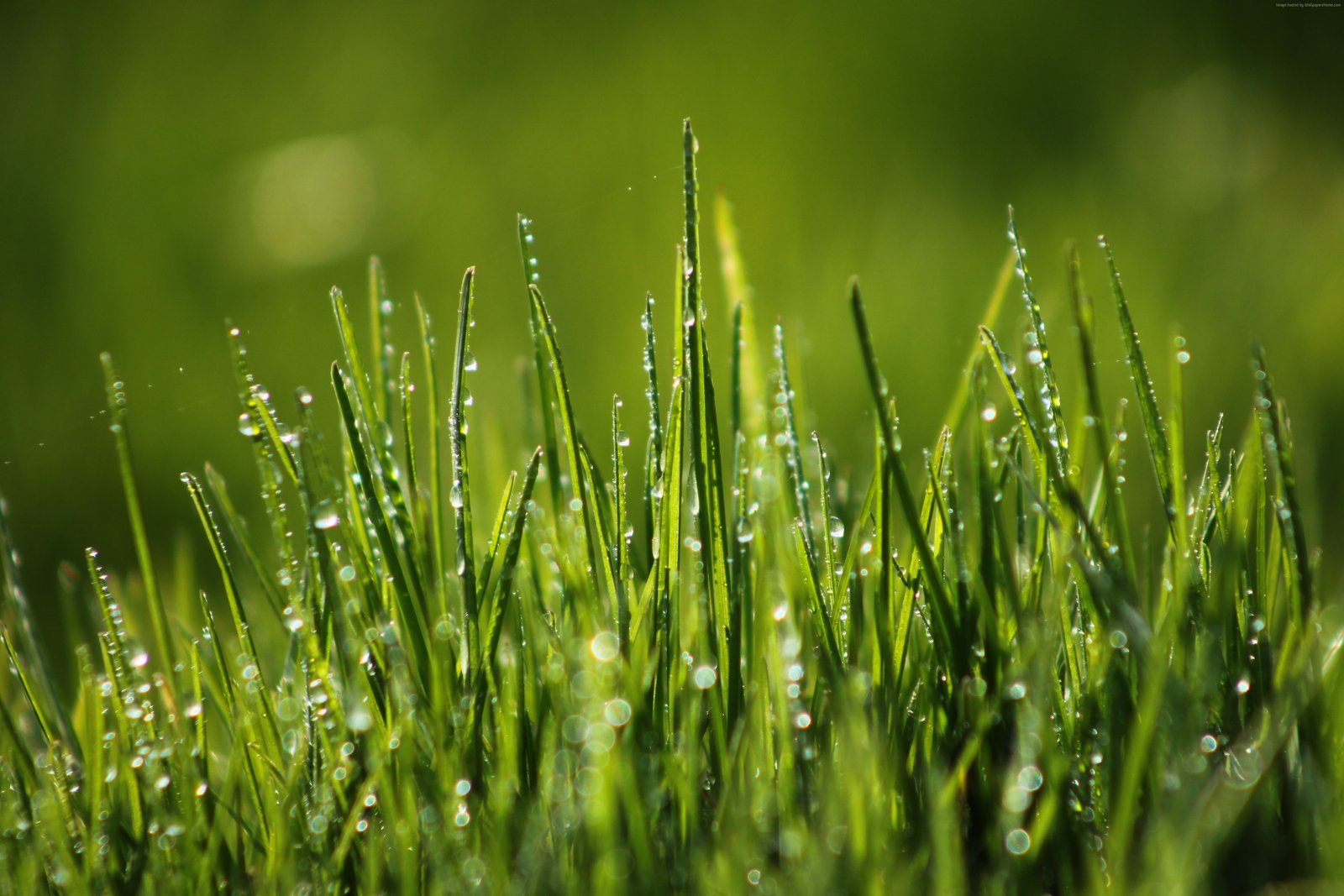 field dew Green grass 2k 4k 5k