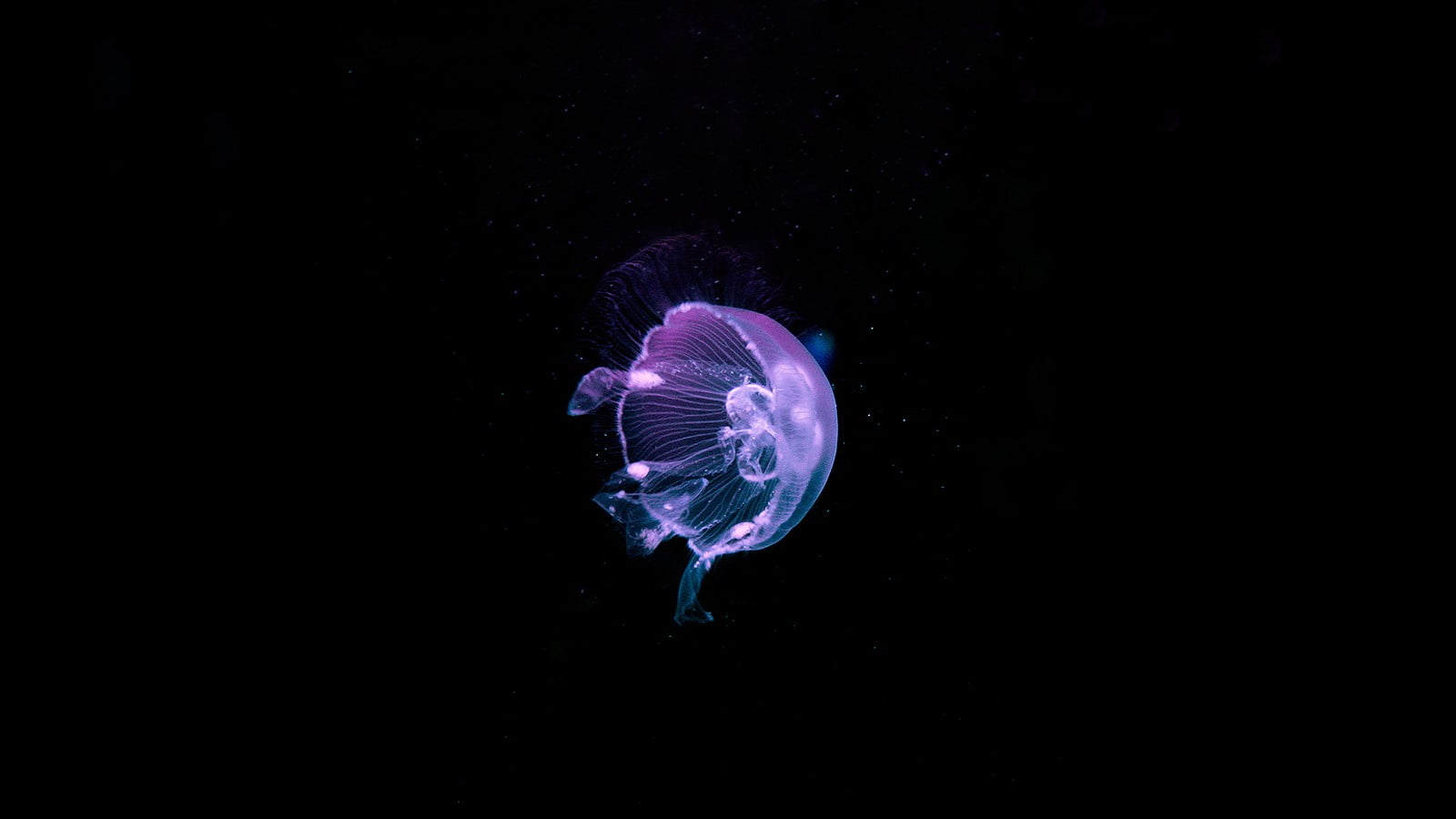 purple jellyfish water underwater nature animals sea dark 2k