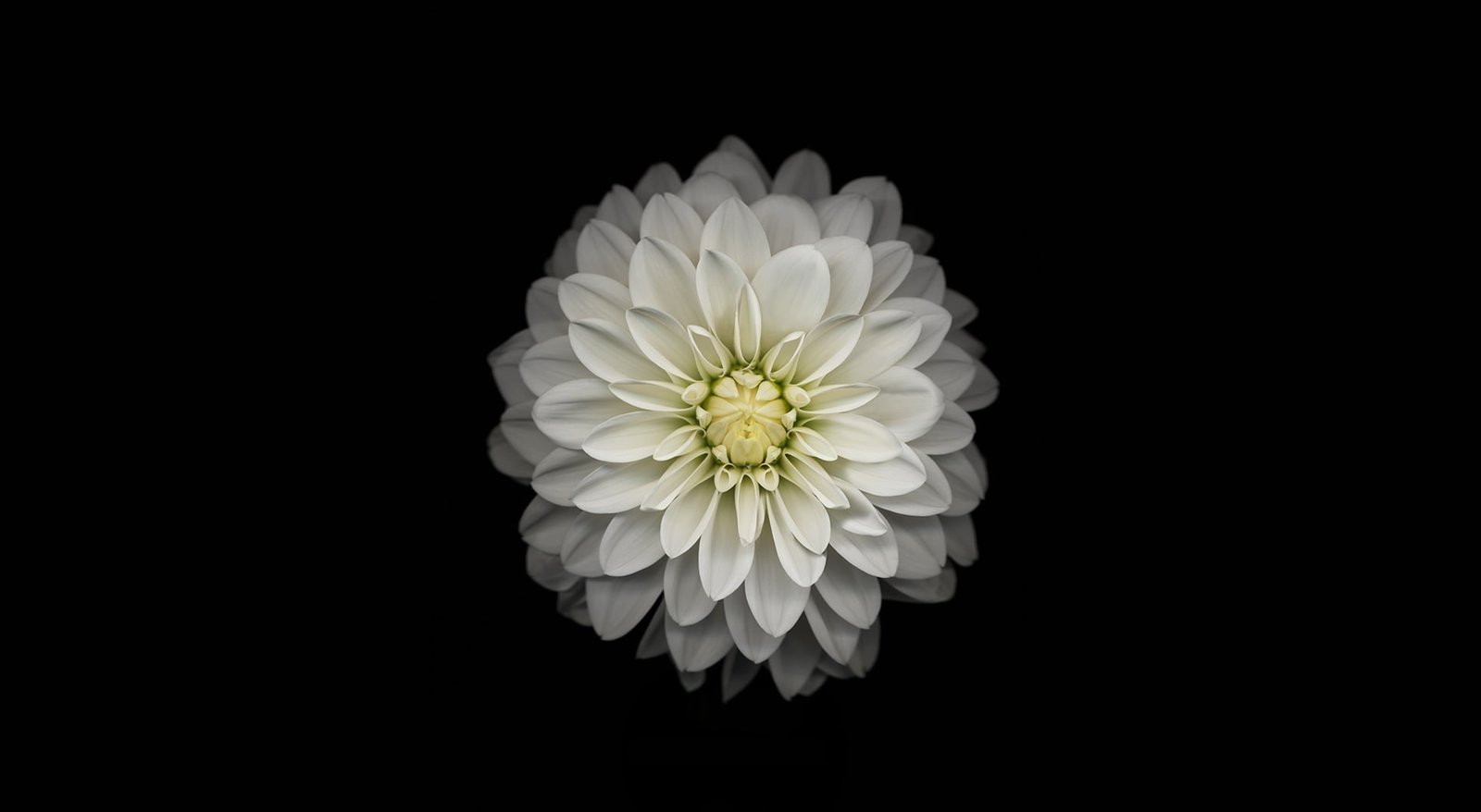 Apple iOS Flower 3 white dahlia flower Computers Mac nature 2k