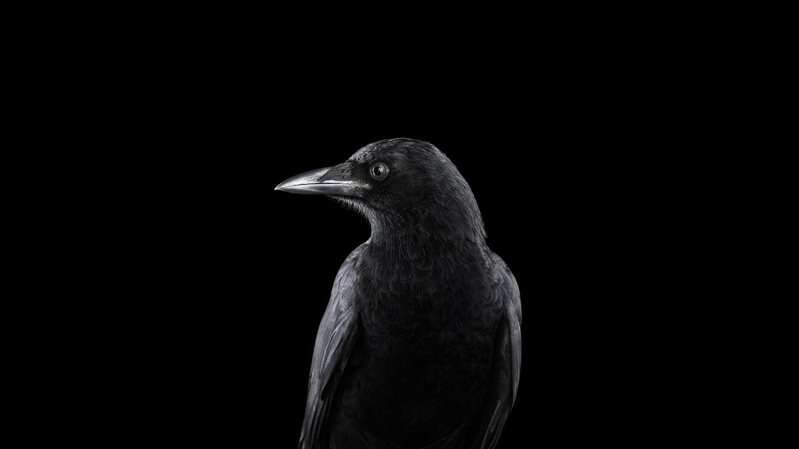 black bird photography animals birds raven simple background 2k