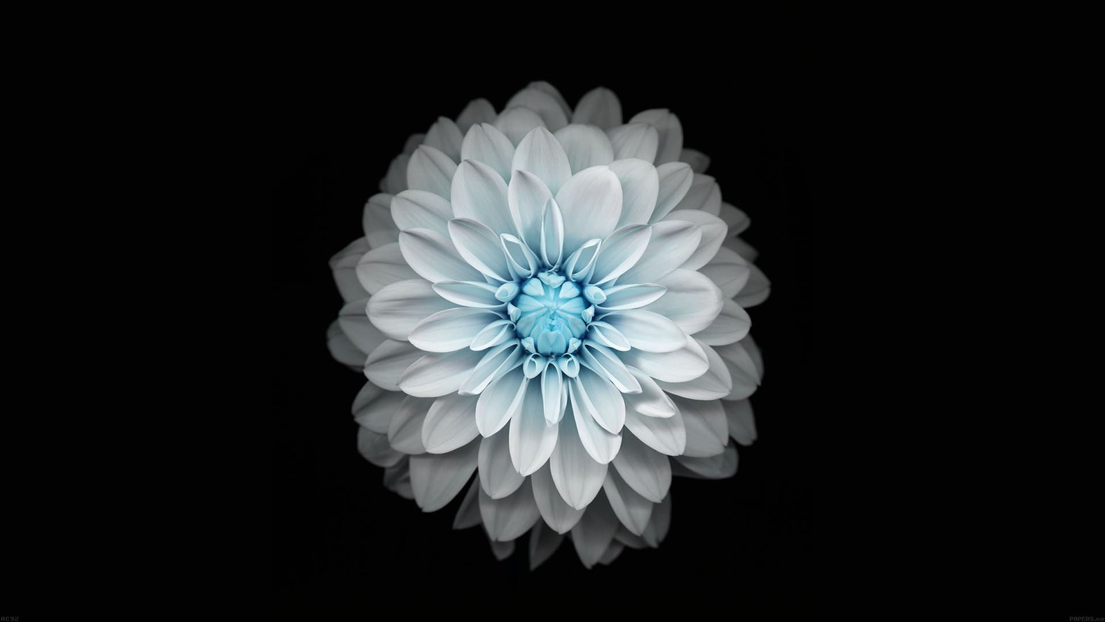 white and blue petaled flower flowers black simple background 2k