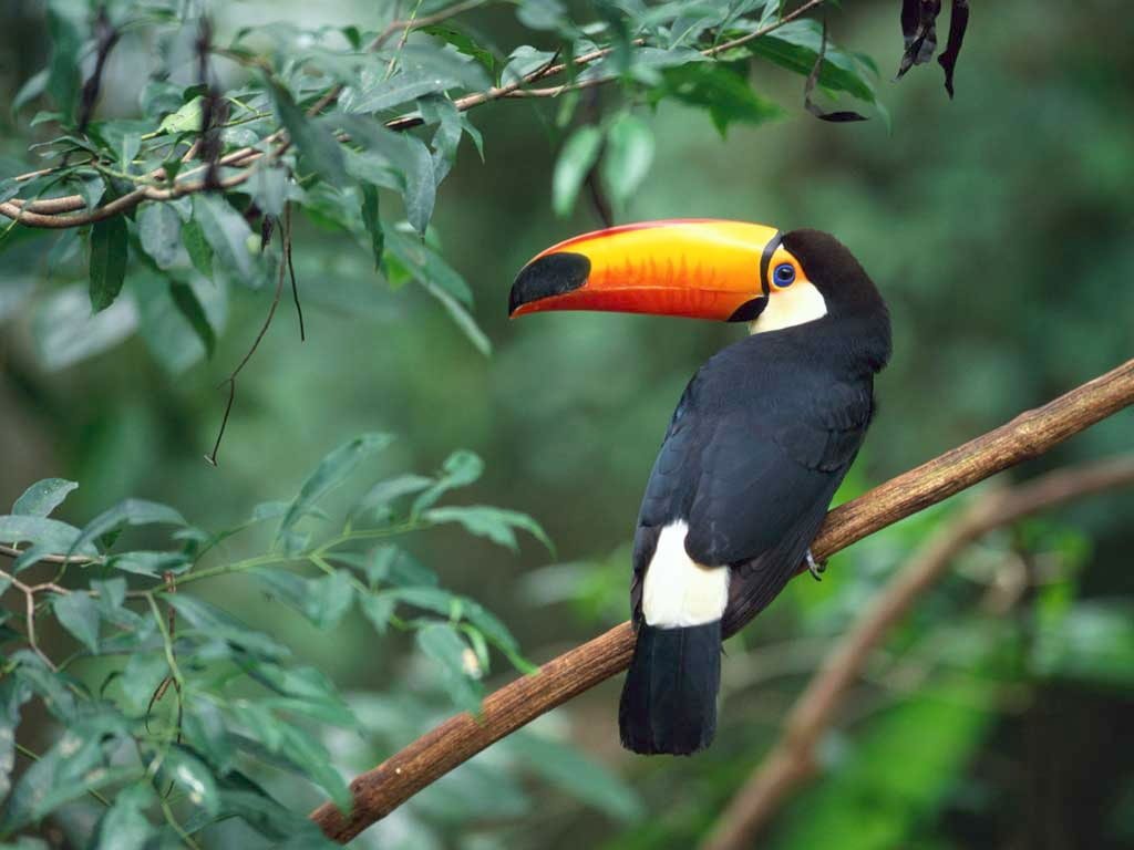 Animais Animals Toucan Birds HD Art nature Natureza