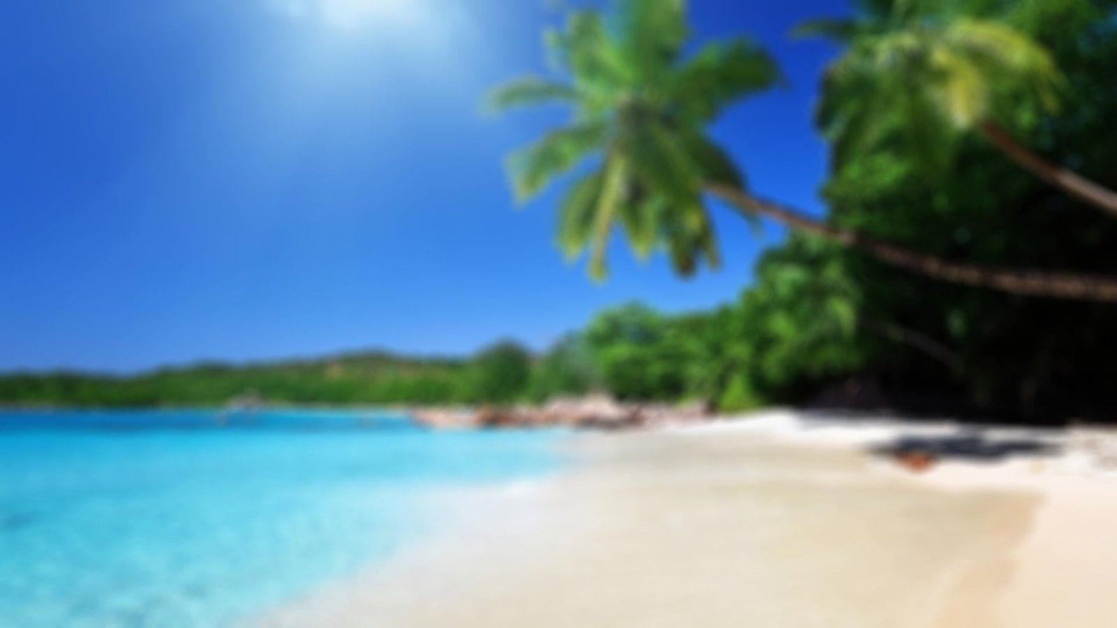 palm trees photo blurred beach tropical climate water sky 2k