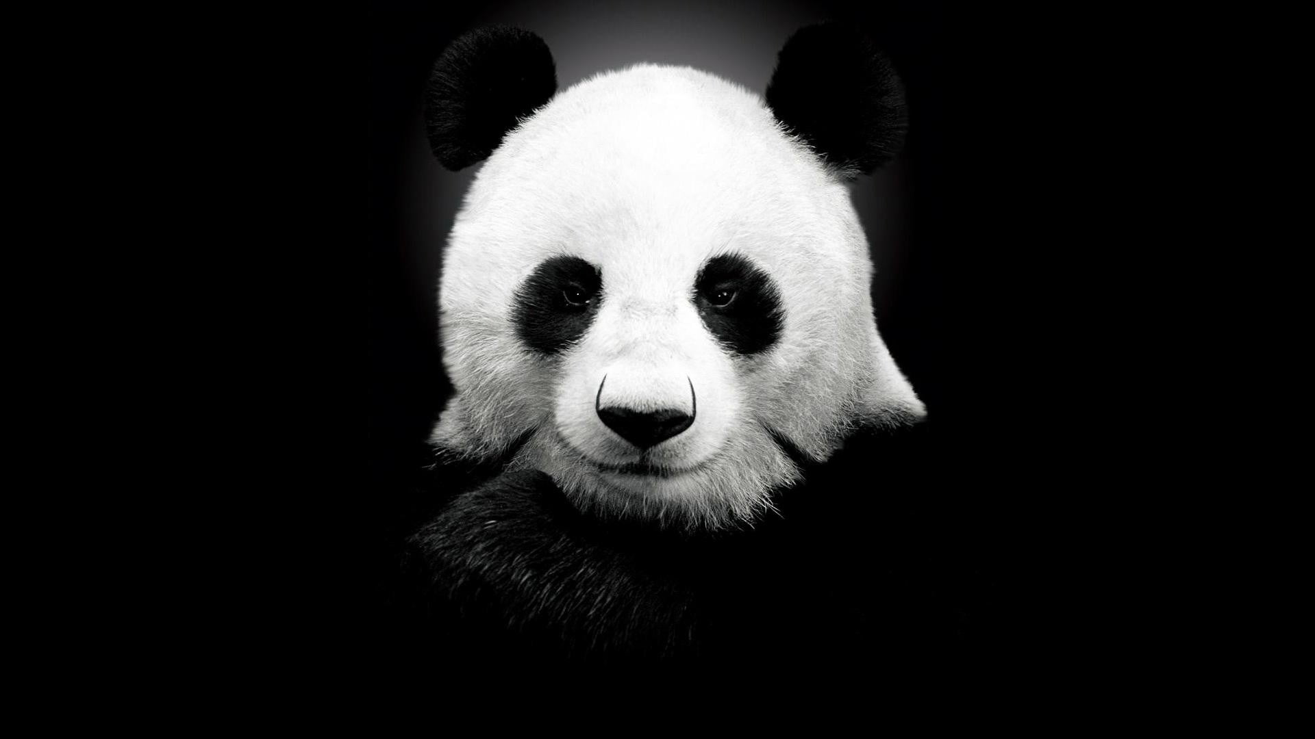 panda wallpaper monochrome white black simple background 2k