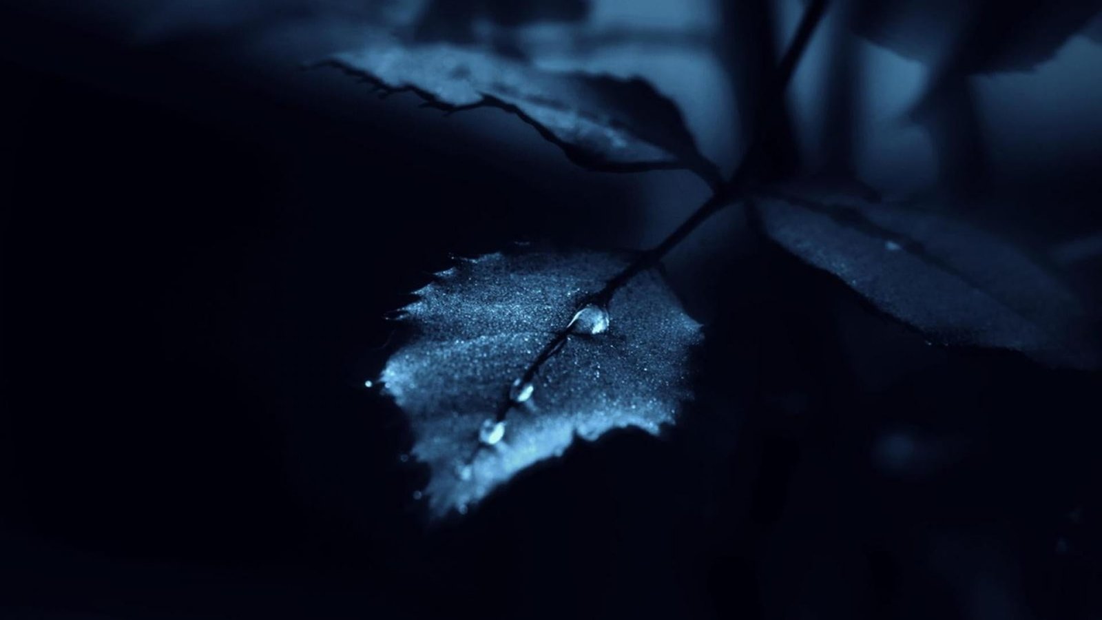 water dew on leaf nature drops leaves close up selective focus 2k