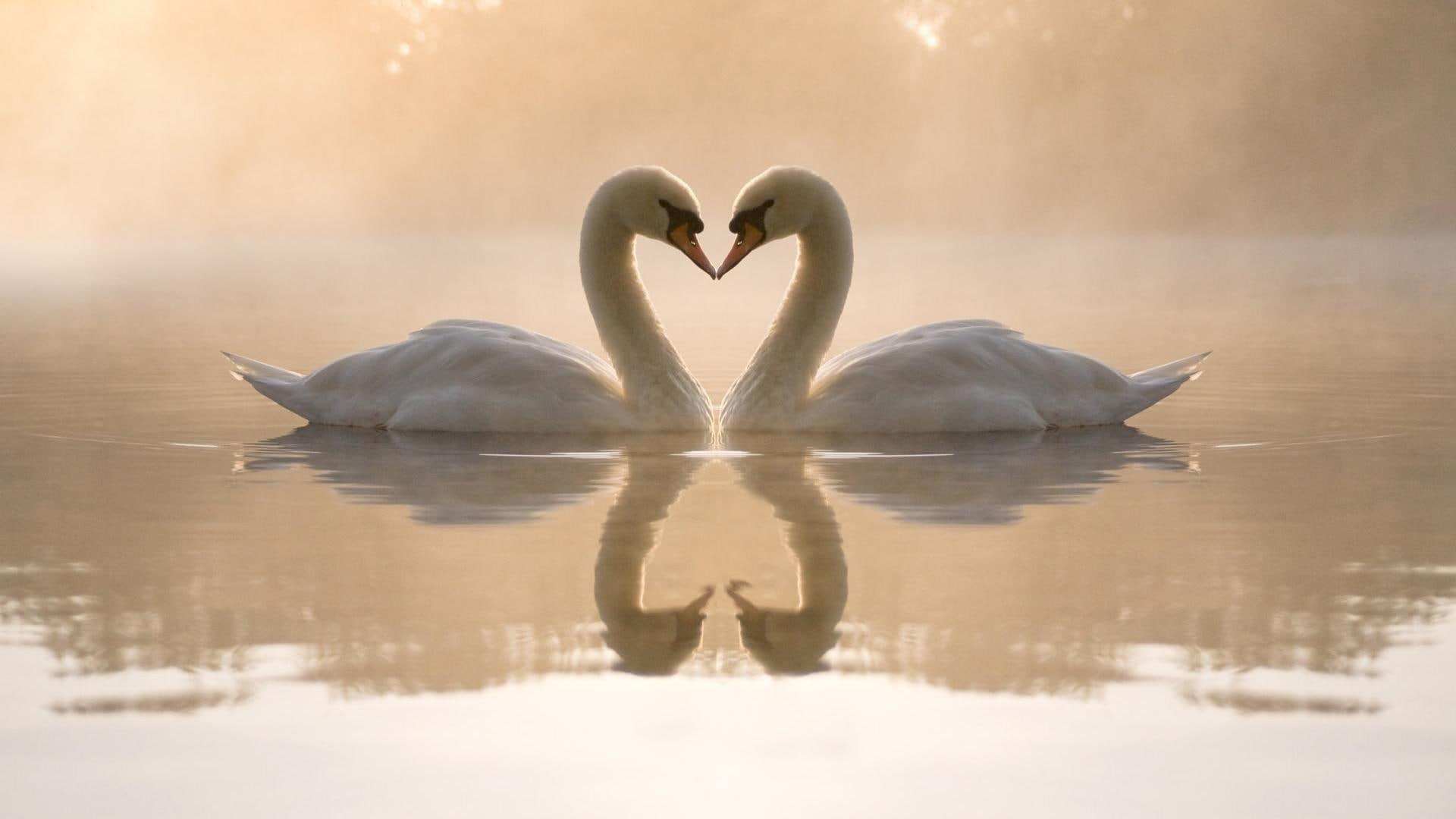 Nature Love Birds Swans Hearts Reflections High Resolution Pictures 2k